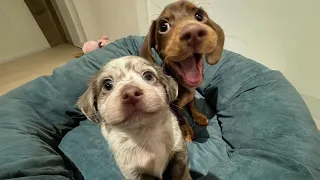 Dogs Were Born to Be Comedians! 🤣 Funniest Animal Videos 2026