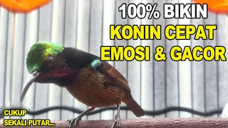 Download ISIAN KOLIBRI NINJA INI 100% AMPUH BIKIN KONINMU GACOR DENGAN SUARA INI - TERAPI KONIN MP3