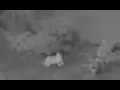 Ghost Of Cat Caught Disappearing Into Thin Air