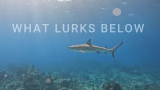 UNDER THE SEA #3 Sailing Salacia Star