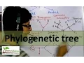 Phylogenetic tree