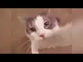 Touching cute cat moo Doodiofoo