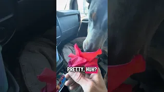 #fyp #dream #flower #doberman #pets