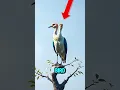 Download Lagu De 5 ENGSTE vogelgeluiden ooit ⛔😰