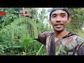 Download Lagu luar biasa Burung serindit ini ‼️ berbeda dengan yang lain