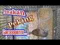 Download Lagu suara emprit peking anakan gacoorr...belajar isian kenari..
