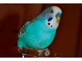 Download Lagu Budgie sounds Compilation - 10 Hours singing to mirror