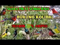 Download Lagu SUARA PIKAT SEMUA JENIS BURUNG KOLIBRI DI JAMIN 💯% AMPUH MEMIKAT KOLIBRI LIAR UNTUK MENDEKAT