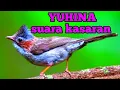 Download Lagu YUHINA gacor dor nyrecet tembakan kasar