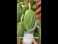 why #Agriculture #papaya #fruit