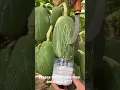 Download Lagu why #Agriculture #papaya #fruit