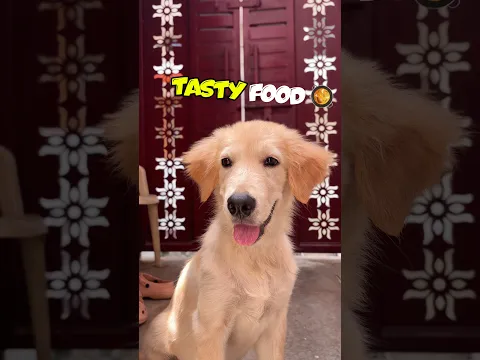 Dora Ne Kuchh Achha Khaye 🐶🥘 #vlog #dailyvlog #dog