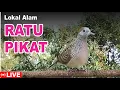 Download Lagu Perkutut BETINA memanggil jantan dari alam bebas