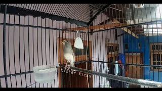 masteran kenari gacor panjang jeda 1 3 detik untuk melatih kenari