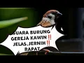 Download Lagu BURUNG GEREJA KAWIN‼️JELAS,JERNIH‼️RAPAT‼️