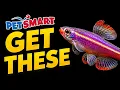 The Best PetSmart Fish For Small Tanks