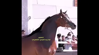 طعم الدوام مر يا طبيب بيذيد الألم تاني فيديو يستحق المشاهده 