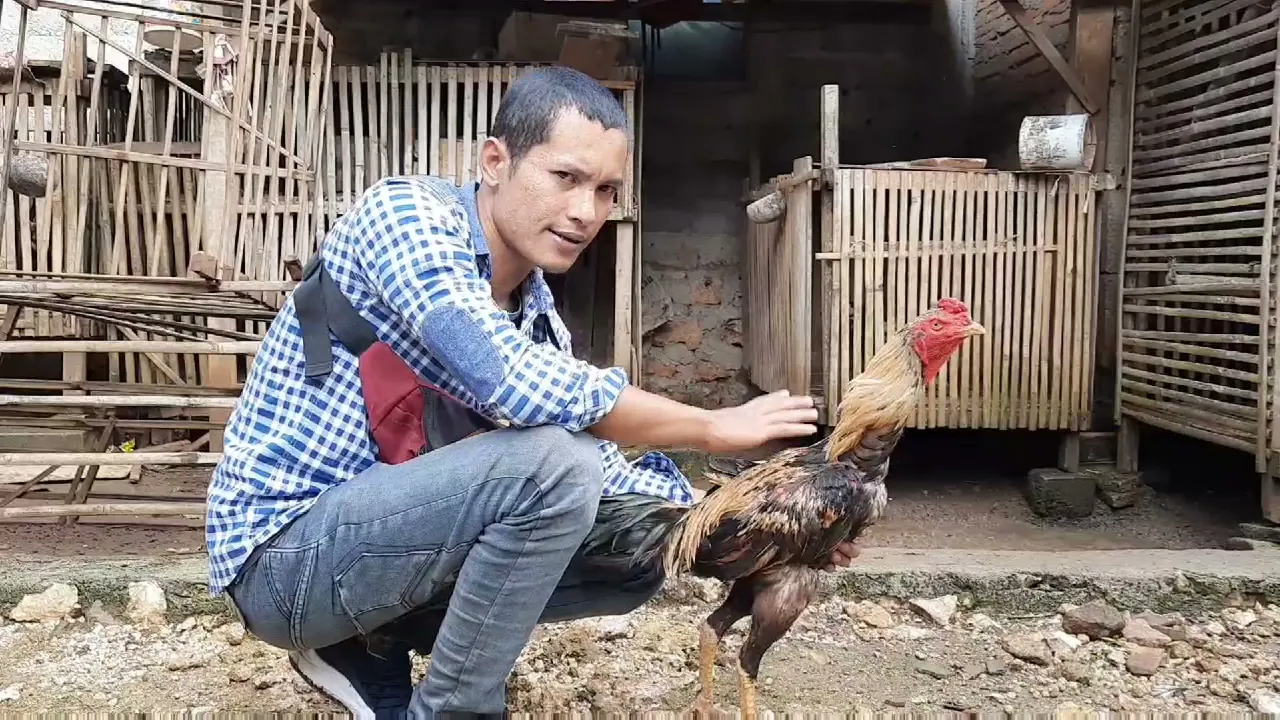 Pembuatan Kandang Ayam Aduan/Hobby kandang ayam Siam Kandang Ayam Laga Modern