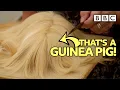 Inside the wacky world of Guinea Pig competitions - BBC