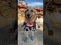 Oatmeal s super normal trip to the pumpkin patch repost from last year