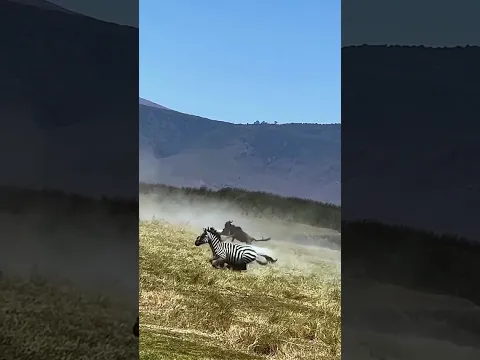 The Lioness Ambush Wildebeest In Tanzania's Crater 坦桑尼亚火山口 母狮伏击角马！#animals 【跟着图尔去旅行】