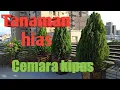 Download Lagu CARA MERAWAT TANAMAN HIAS CEMARA KIPAS