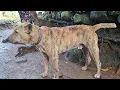 Download Lagu ANJING BURU LEGEND USIA 9 TAHUN  MASKOT DARI DESA CIGARONGGONG GARUT SELATAN ‼️