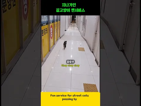 지나가던 길고양이 팬서비스 Street cat fan service #cat #shorts