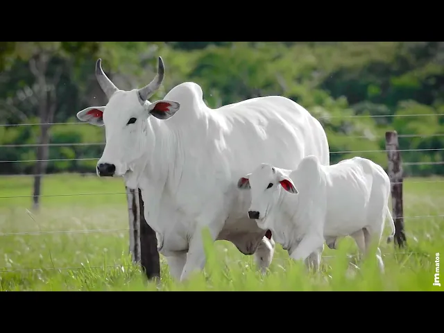 Matriz Nelore EAO - B1990