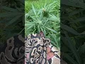Download Lagu SNAKES \u0026 GANJA 😂 #growyourownmeds