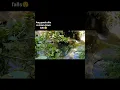 Download Lagu Isa sa pinaka magandang falls sa Bislig City ang kawa-kawa falls #fypシ #naturelovers #kawakawa
