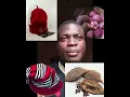 Download Lagu Omenala Igbo amaka. @NollywoodIgboMovies
