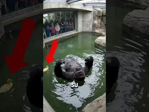Todos Pensaron que Se Había Rendido Pero la Verdad Sorprendió a Todos 🥺