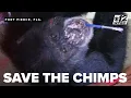 Florida chimpanzee rescue Inside Fort Pierce s Save the Chimps sanctuary Limbani s new life