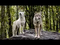 Gray Wolf Survival Secrets Wolf Adaptations in Harsh Environment