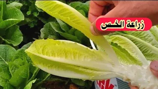 اسهل طريقة لزراعة الخس 