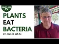 Rhizophagy The Soil Discovery Changing Agriculture Soil Science Professor James White Jr