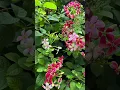Download Lagu At-Tawbah Urdu Translation #islam #quran #surah #ytshorts #surah #yt #shortsfeed #islamicshorts
