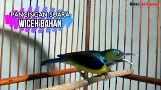 pancingan wiceh bahan supaya cepat gacor