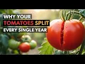 Why Your Tomatoes Split Every Single Year