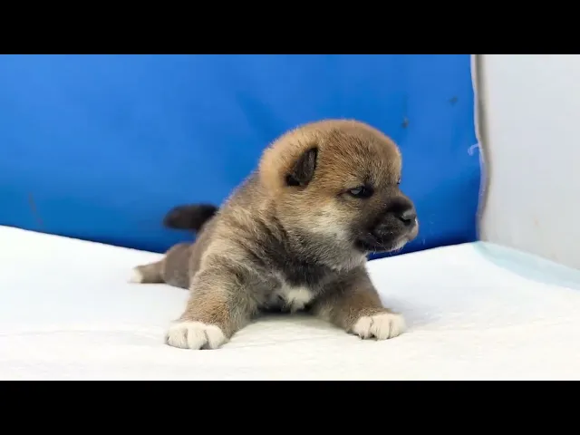 動画