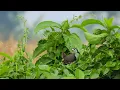 Download Lagu White Breasted Waterhen Call | ডাহুক পাখির ডাক | Natural Sound | Canon R7