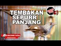Download Lagu 🔴Masteran Murai Air Gacor Panjang Sepur❗️