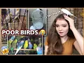 REACTING TO PARROT CRAIGSLIST ADS how do I adopt them all