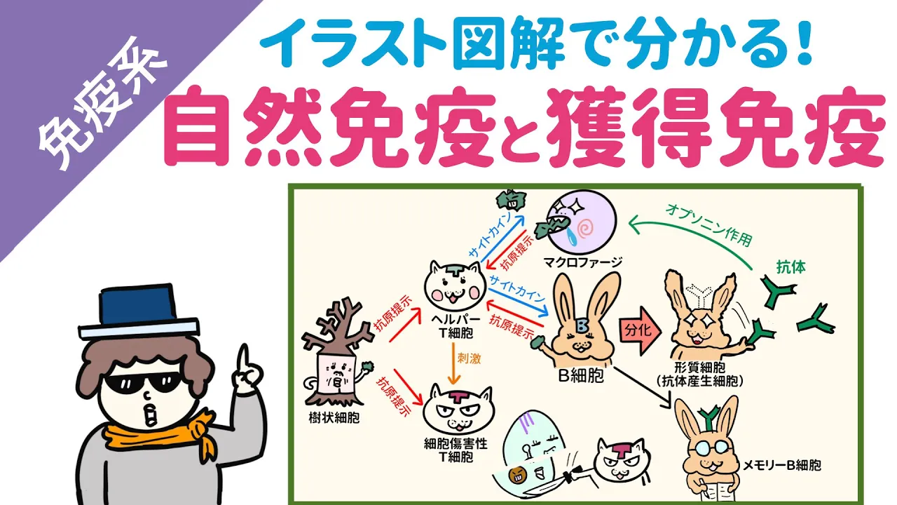 自然免疫と獲得免疫