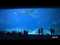 Download Lagu LARGEST Aquarium in North America with Whale Sharks! Georgia Aquarium 2023