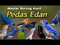 Download Lagu PEDAS EDAN‼️MASTERAN BURUNG KECIL PALING DICARI KICAU MANIA#masteranburung
