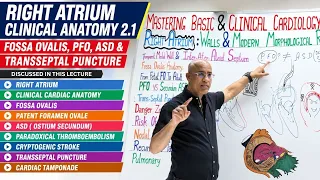 Right Atrium Clinical Anatomy | Fossa Ovalis, PFO, ASD & Transseptal Puncture | Cardiology Series