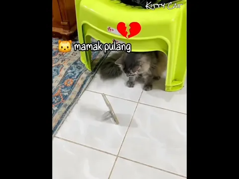 Kucing Ini Videocall Dengan Mamaknya Yang Tidakpernah Pulang Menemuinya 🐱 #kucinglucu #kucing
