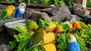 Colorful Parrots Having the Best Feeding Time! 🌽🥬#aviarylife#lovebirds#nature 